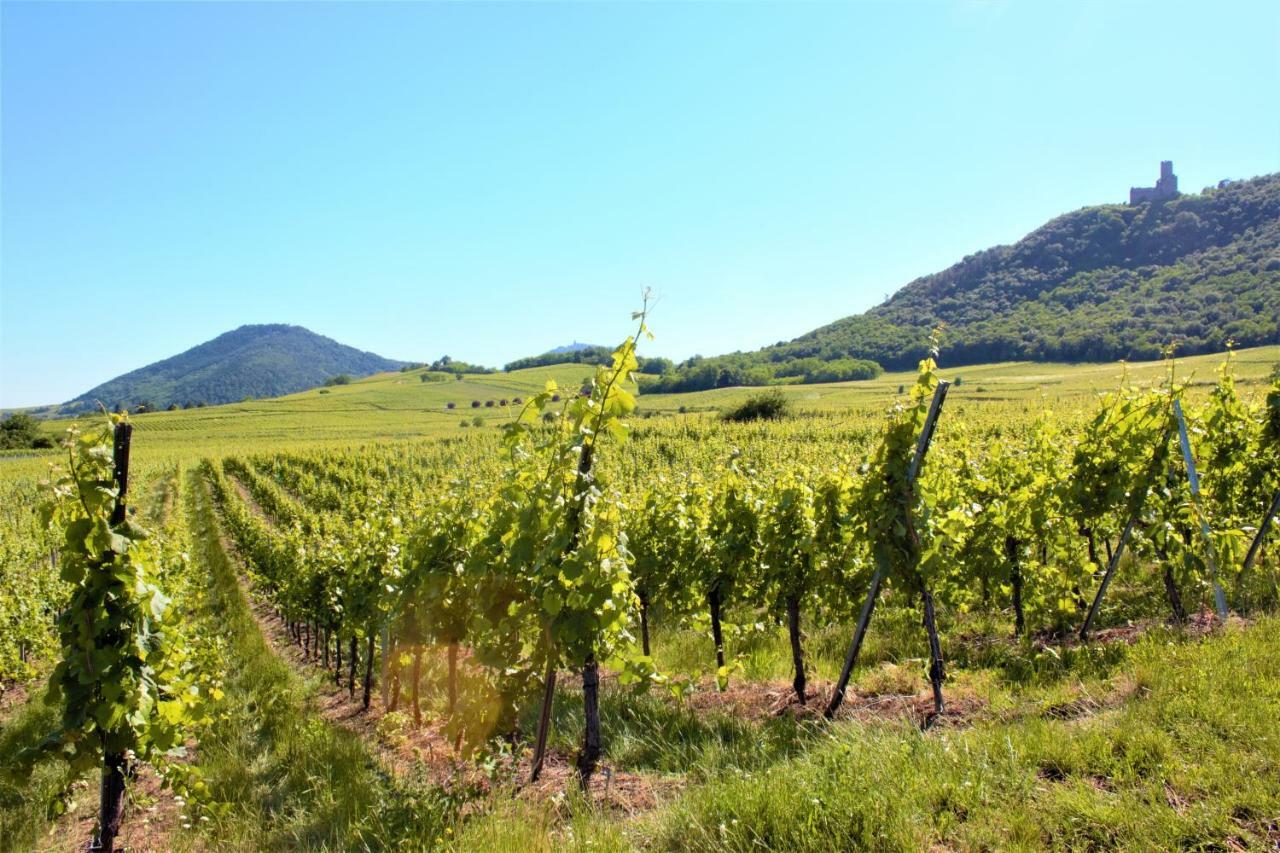 La Halte Des Vignes - Route Des Vins D'Alsace Scherwiller Exterior foto